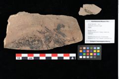 Foto (Objekt + Etikett) von Cystoseira communis Unger (NHMW-GEO-2024-0188-0099)